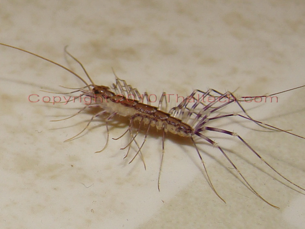 House Centipede - Scutigera coleoptrata | Jon's Home Blog