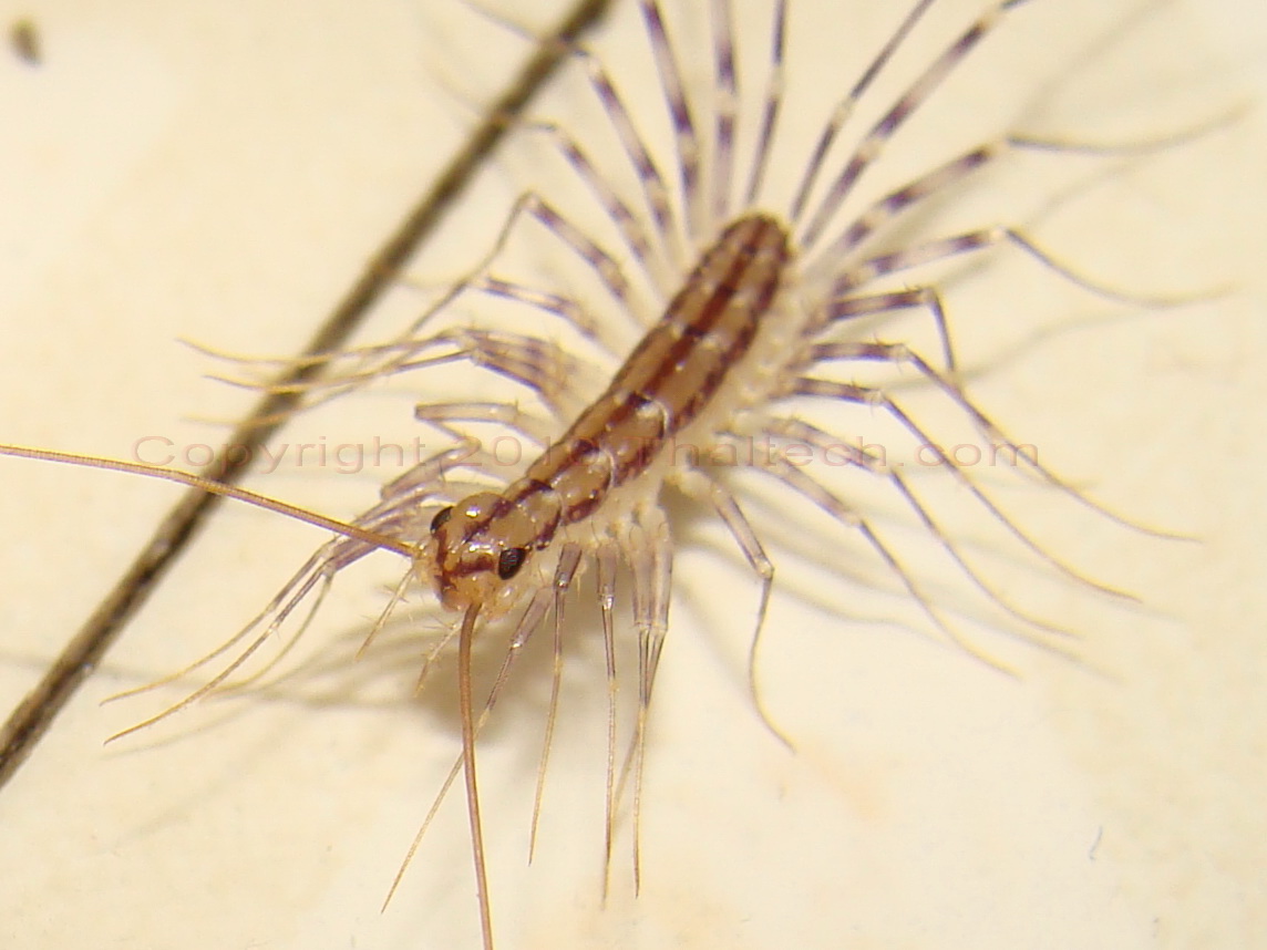 Major Difference of House Centipede & Silverfish