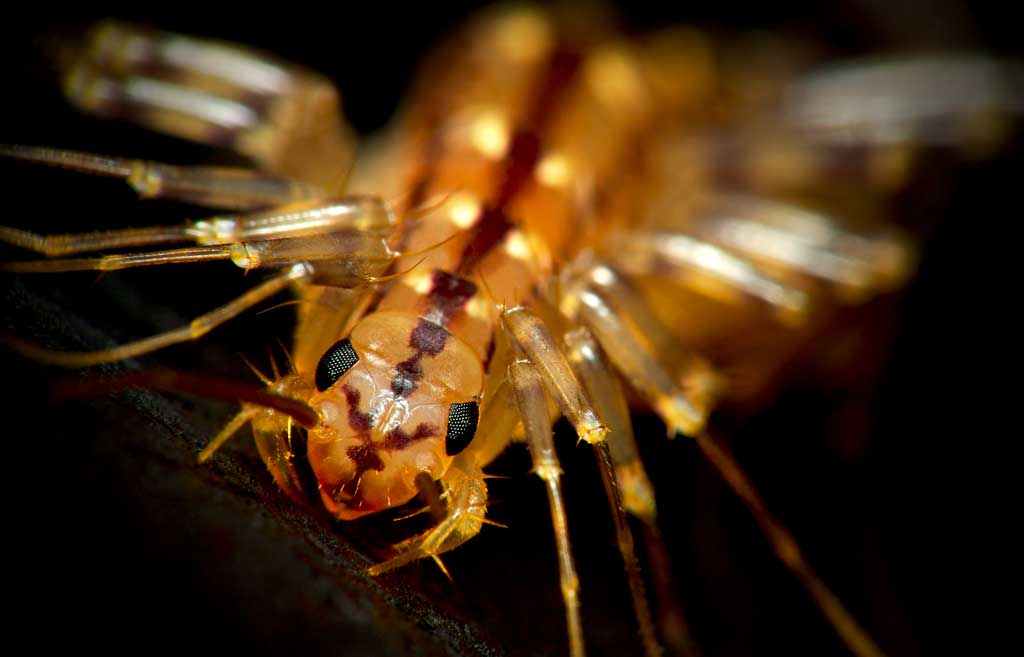 House Centipede - Scutigera coleoptrata | Jon's Home Blog