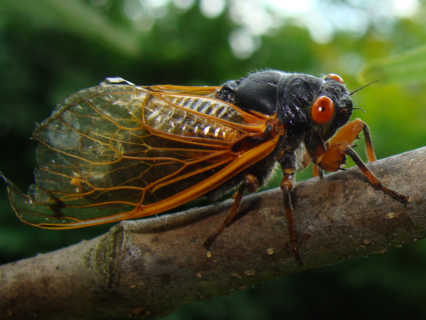 Cicadas Brood II in Saugerties, NY 2013 | Jon's Home Blog